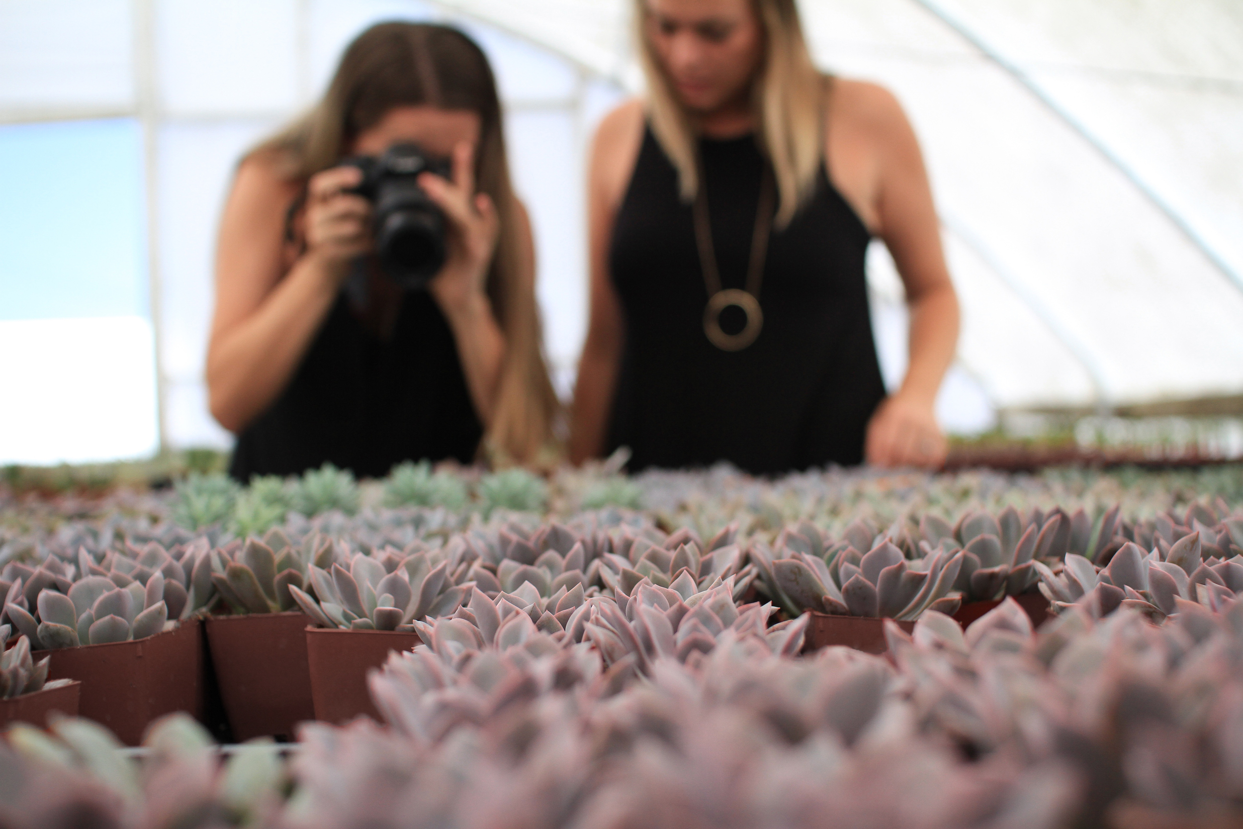 Rancho Vista Nursery in Vista, California. Quality cactus and succulents sold wholesale to the trade and public.
